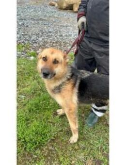 Nala - liebe Hündin wartet Ihre Menschen - Bochum