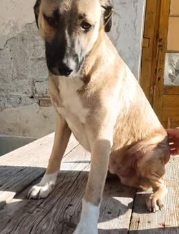 Liam Happy Boy sucht seine Menschen - Großefehn