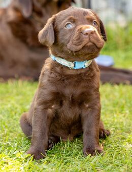 Schokoladenbraune Labrador-Welpen suchen liebevolle Familien - Oelsnitz (Erzgebirge)