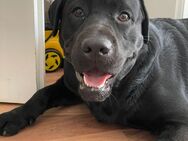 Reinrassiger Labrador Retriever (Showline) 1,5 Jahre sucht ein Zuhause - Berlin