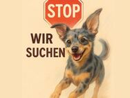 💛 Liebevolles Zuhause sucht kleine Chihuahua-Hündin oder Mix 💛 - Hiddenhausen
