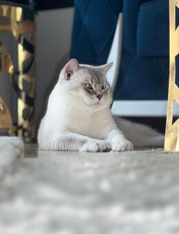 Wunderschöner Kater sucht ein liebevolles Zuhause 🐾 - Berlin