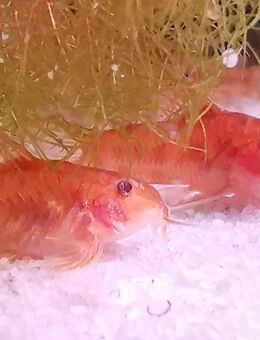 Schmerlenpanzerwels rot, Aspidoras C125 spec Red - Gera