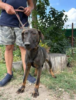 Valentino - hofft auf ein warmes Zuhause - Köln