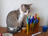 Kätzchen /Katzenbabys / Kitten - München Pasing-Obermenzing