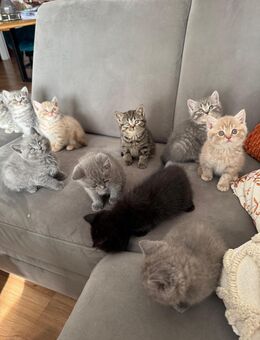 10 Bkh Kitten Nur in Liebe Hände abzugeben ! - Kornwestheim