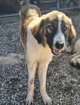Bandon kleiner Held auf vier Pfoten🐕 - München