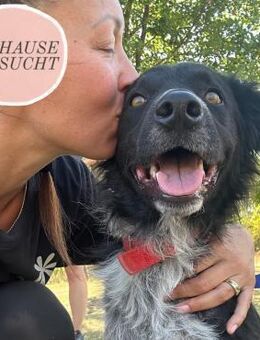 BRUNO sucht sein Zuhause ❤️ - Saarbrücken