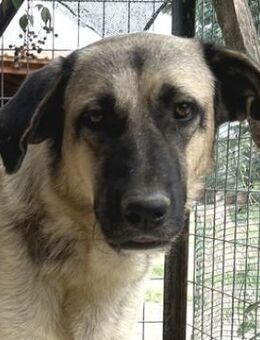 Lenda, geb. ca. 09/2022, Griechenland - Markdorf