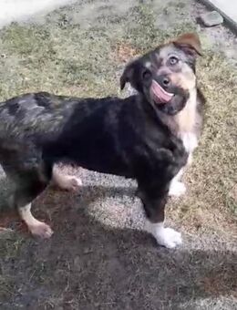 Aris sucht sein FürImmerZuHause - Neuberg