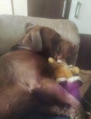 Hund zwei Jahre dringend in 99510