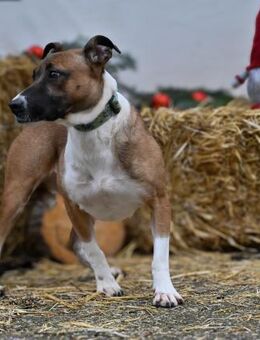 Die freundliche Senta sucht ein Zuhause - Dortmund