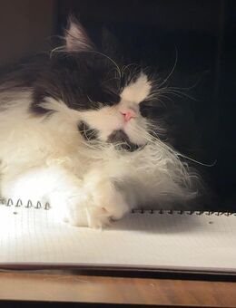 Zwei Perserkater - Oppenheim