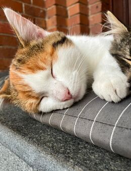 Dreifarbige Glückskatze 19 Wochen - Peitz