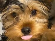 Yorkshire Terrier, Mädchen, 5 Monate ohne Papiere, reinrassig - Hamburg