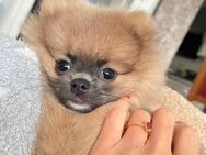 Pomeranian Zwergspitz mini Boo - Bremen