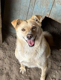 Skyla, die Aufgeschlossene 🐾 - Elsdorf (Nordrhein-Westfalen)