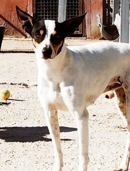 Gala wurde in einem Haus gefunden - Wöllstadt