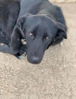 Black Beauty Perla sucht ihr GLÜCK - Celle