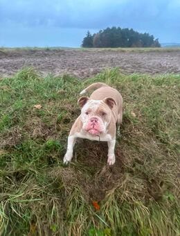 Old English Bulldog Hündin – Liebenswerte Begleiterin sucht neues Zuhause - Auerbach (Oberpfalz)