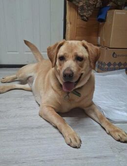 Bella: Hundedame mit großem Herz - Ottweiler