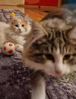 Norwegische Waldkatze, 2 Kater abzugeben! - Frauenstein Zentrum