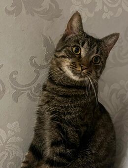 Katerchen – 30€ (Garantie) - Trinwillershagen