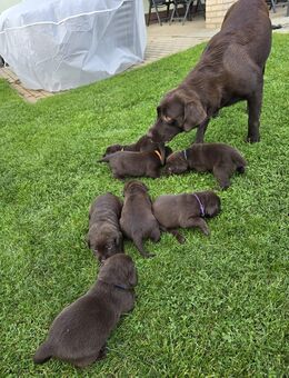 Reinrassige Labrador Welpen - Beelitz