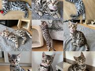 Reinrassige Bengal Kitten - Balingen