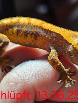 Correlophus ciliatus (Kronengecko Babys) - Ichenhausen