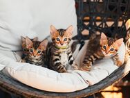 Bengal kitten mit Stammbaum - Offenbach (Main)