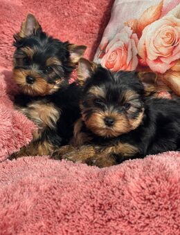 Reinrassige Yorkshire Terrier Welpen - Haiterbach