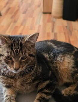 Kleine Katzen - Laußig
