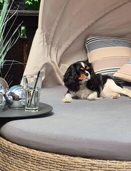 Hundewelpen - Hummelshain