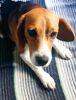 Beagle Bub Lenny sucht Traumzuhause - Großefehn