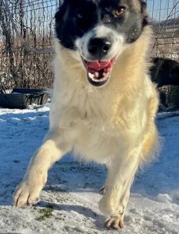 💞 Süßes Junghundmädchen Belle 💞 - Eislingen (Fils)