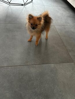 mini Spitz Pomerania - Rottenburg (Neckar)