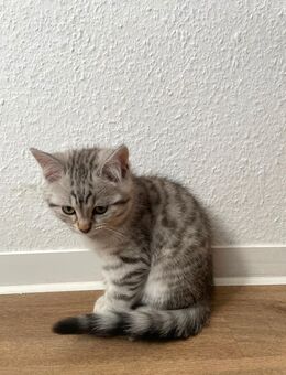 🐾 7 Katzenbabys zu vergeben – 1 Mädchen dabei! 🐾 - Duisburg