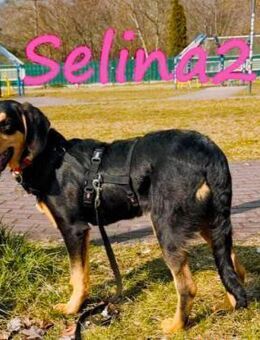 Selina 2 Traumhund sucht Dich 9/24 DE - Ruppertsecken