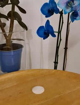 Schneequarz Labradorit Mondstein 16g 4,6cm geschliffen weiß flach rund Kuppel - Essen