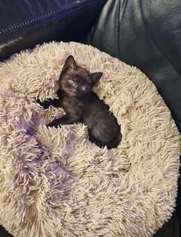 Baby Katzen - Dortmund Hafen