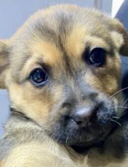 Noryca - kleine, fröhliche Abenteurerin - Hamburg