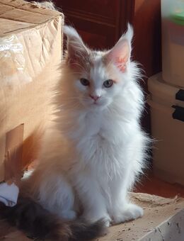 Maine Coon Kitten Träume - Großmehring