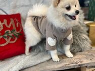 Pomeranian Zwergspitz mit Heimtierausweis sucht liebevolles Zuhause - München Moosach