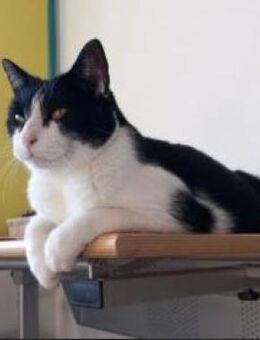 Cielo - kleiner Kater mit großem Herz - Poing