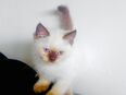 Britische Langhaarkatze mit blauen Augen 2 Monaten alt in 64625