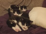 🐾Herzvolle Katzenkinder suchen ein liebevolles Zuhause 🐾Zuhause - Sulz (Neckar)