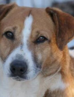 Lucio ruhiger Rüde - Kallmünz