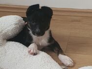 Pinscher/ Border Colie mix Welpen suchen neues Zuhause - Gelsenkirchen