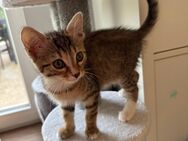 Süßes kitten Baby - Crailsheim